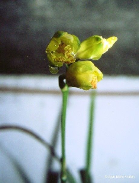 Phaius daenikeri fruit