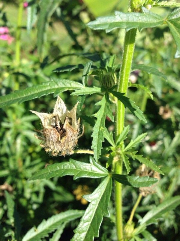 Hibiscus cannabinus fruit