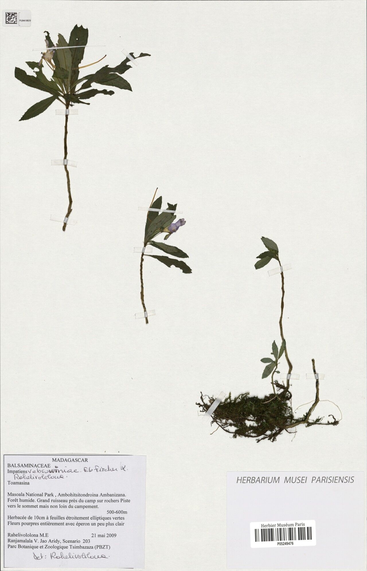 Impatiens vebrowniae — houseplant care guide