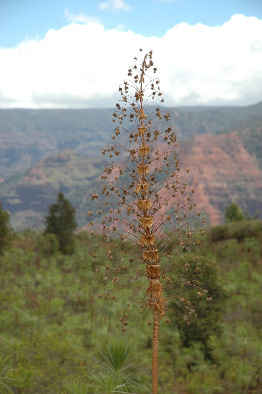 Wilkesia gymnoxiphium flower