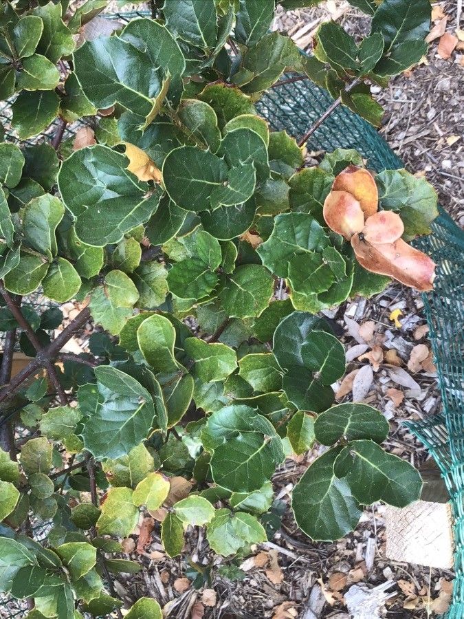 Quercus aquifolioides — search result for 'Ilex'