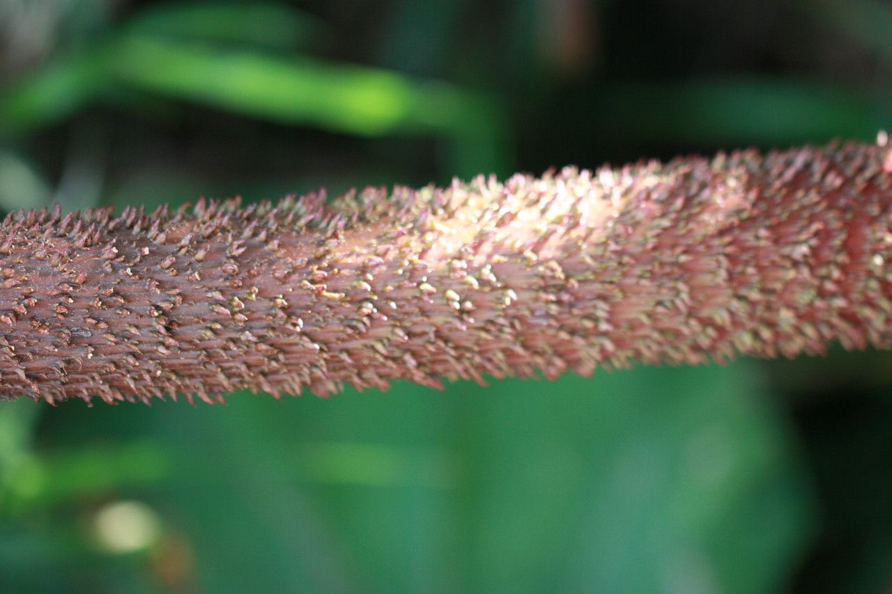 Gunnera insignis bark