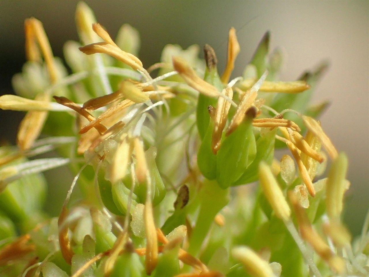 Thalictrum speciosissimum fruit