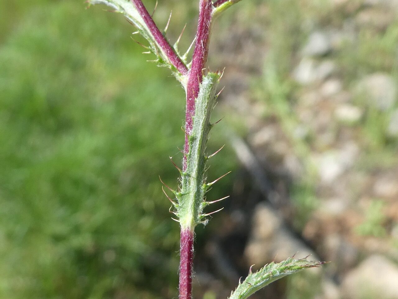 Atractylis cancellata — houseplant care guide