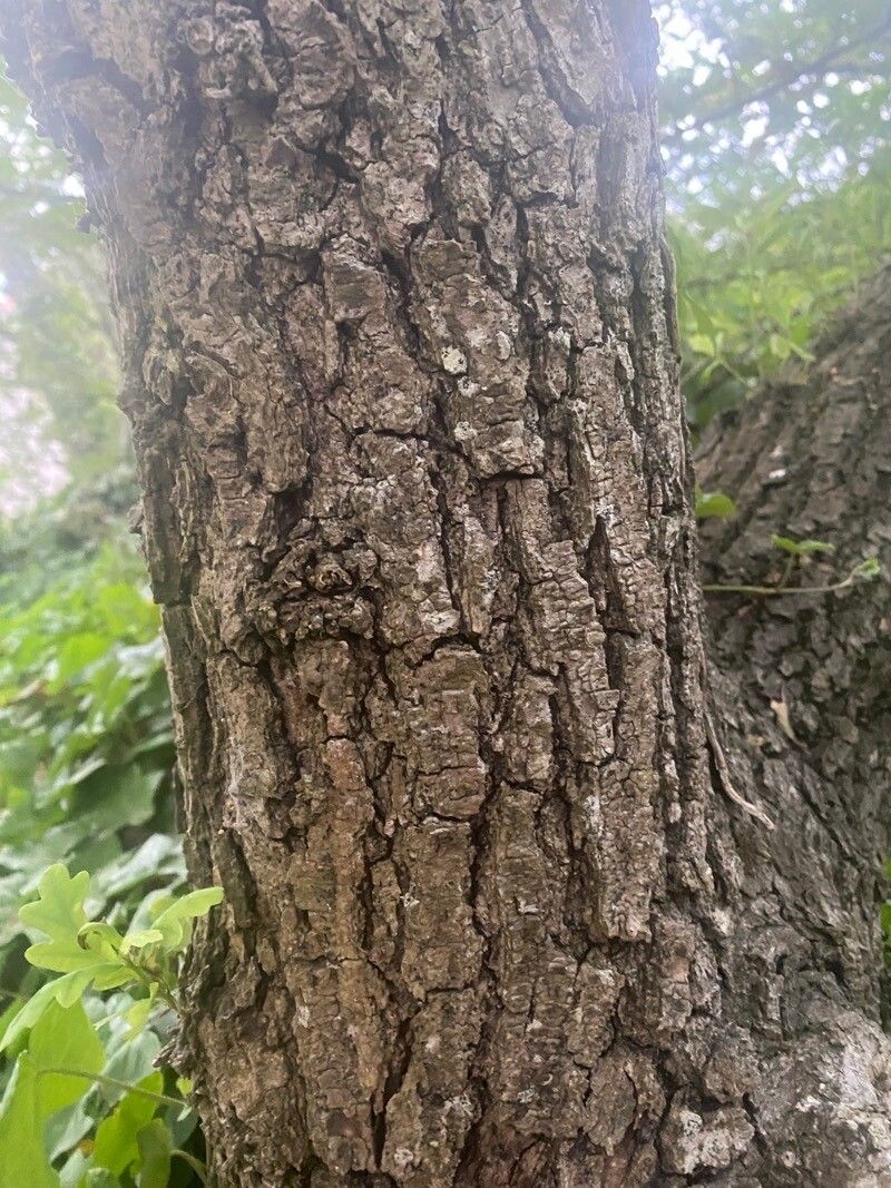 Quercus segoviensis bark