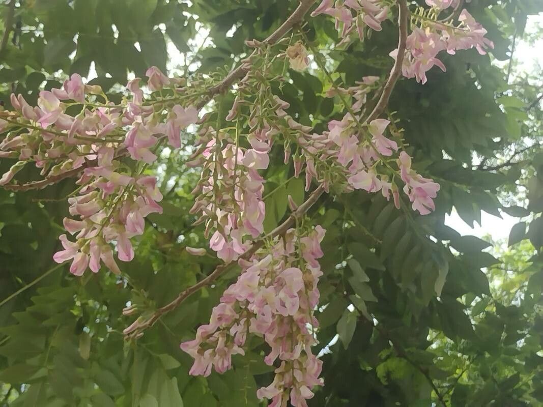 Lonchocarpus latifolius flower