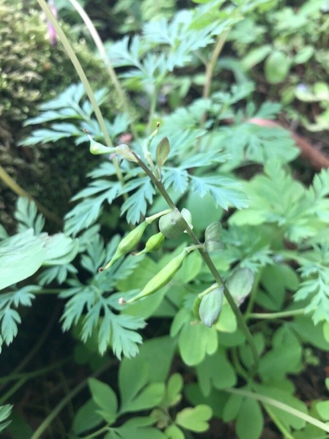 Dicentra formosa fruit
