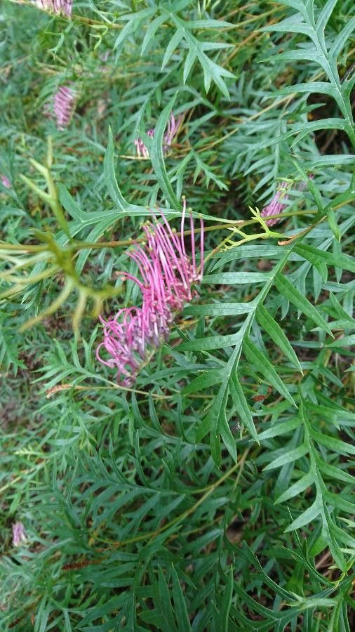 Grevillea acanthifolia flower