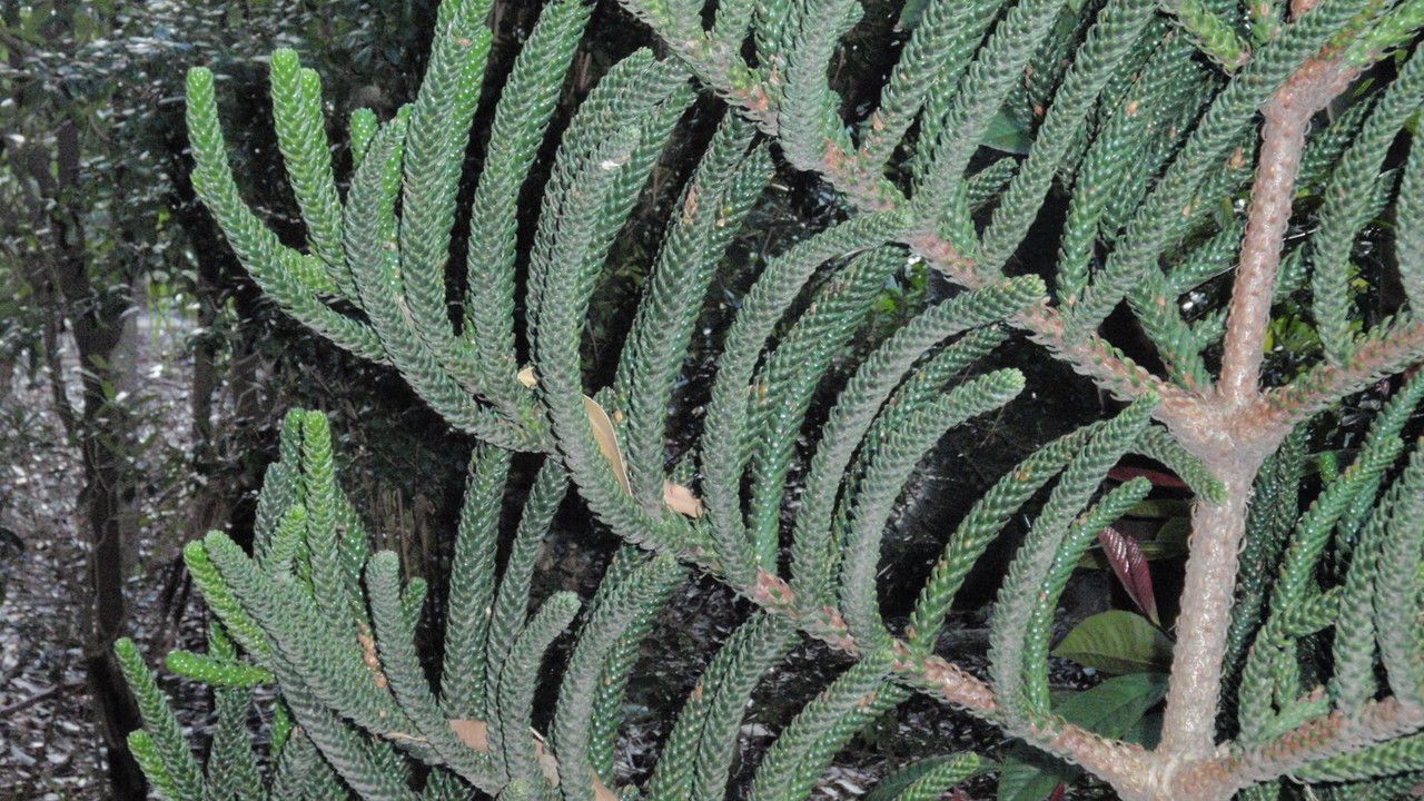 Araucaria montana — search result for 'Araucaria'