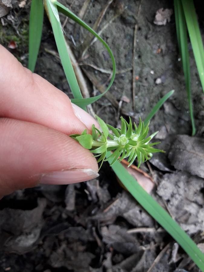 Elatine alsinastrum flower
