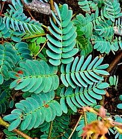 Hoffmannseggia viscosa — houseplant care guide