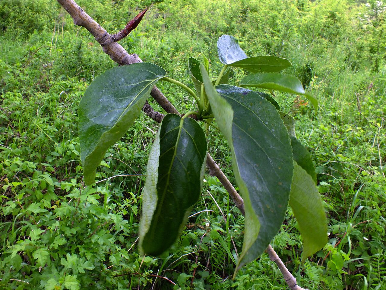 Populus × canescens leaf