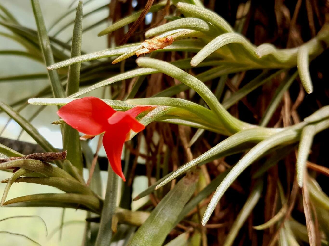 Tillandsia albertiana flower