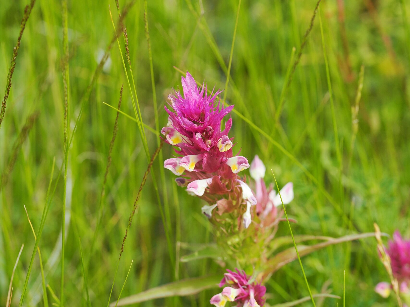 Melampyrum caucasicum — related species from the same genus