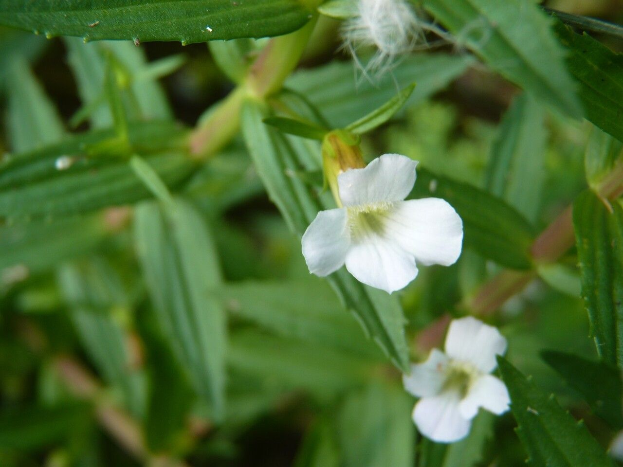 Gratiola officinalis flower