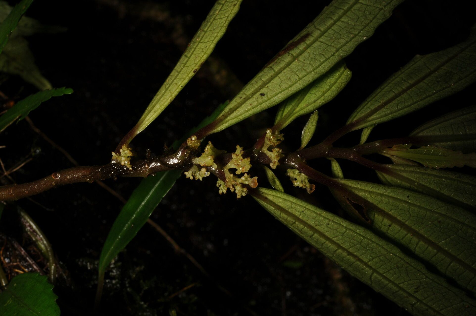 Pilea ecboliophylla habit