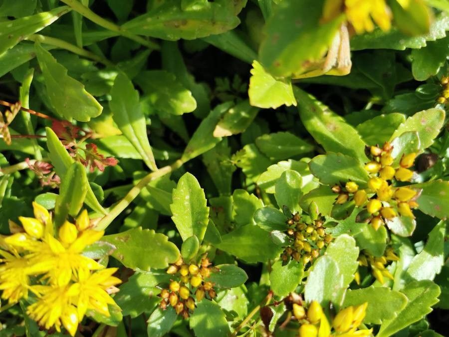 Sedum aizoon leaf