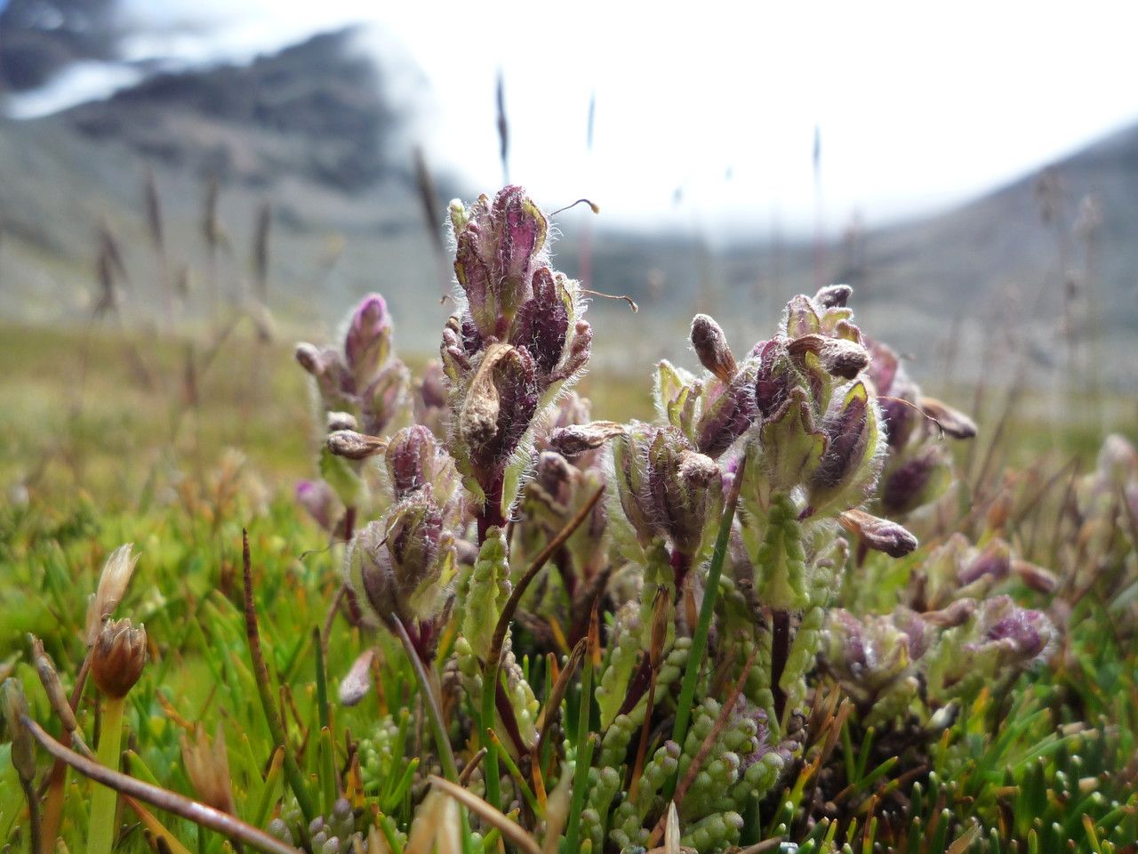 Bartsia pedicularoides leaf