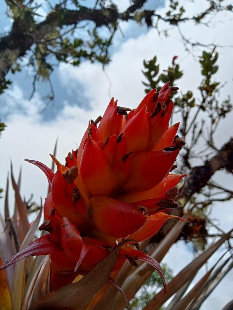 Tillandsia turneri flower