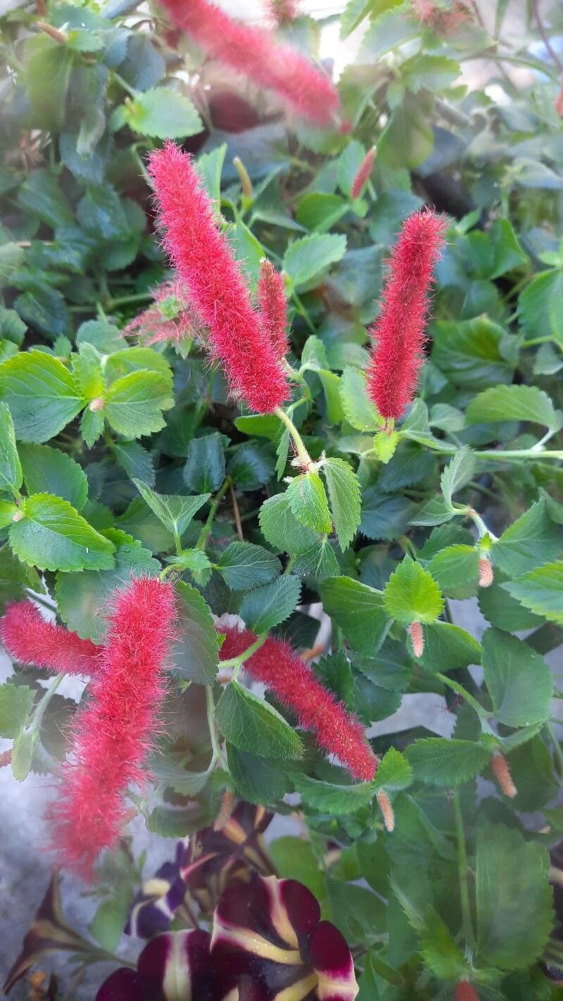 Acalypha pendula — search result for 'Acalypha'