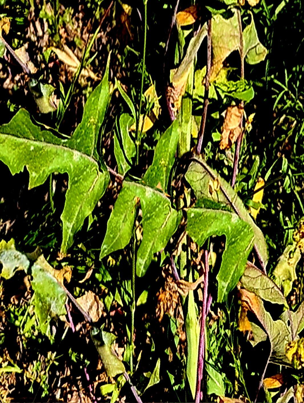 Streptanthus petiolaris — houseplant care guide