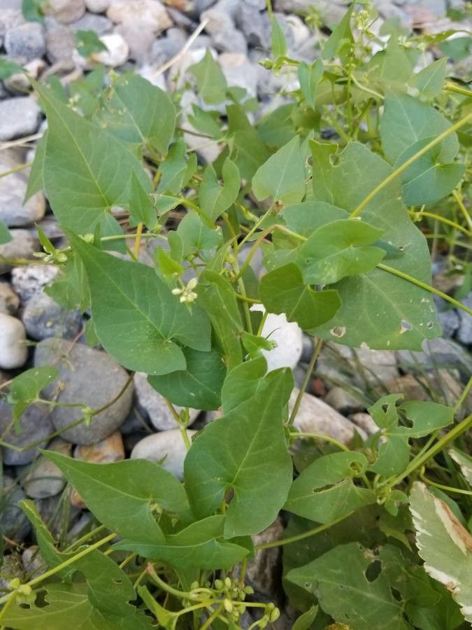 Polygonum convolvulus — search result for 'Convolvulus'