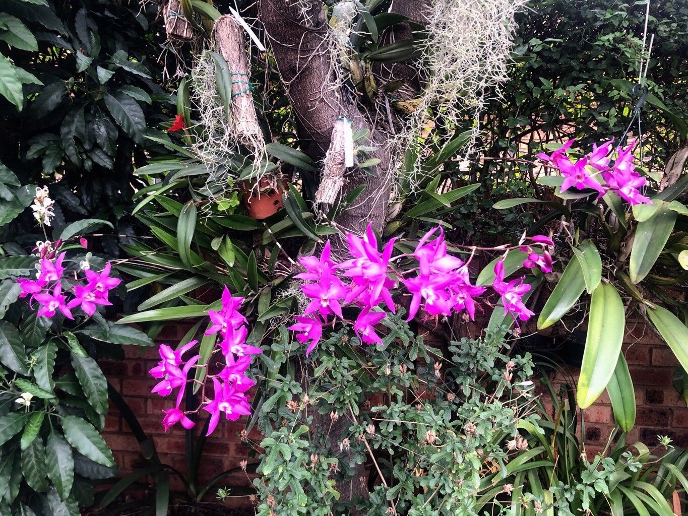 Laelia × gouldiana flower