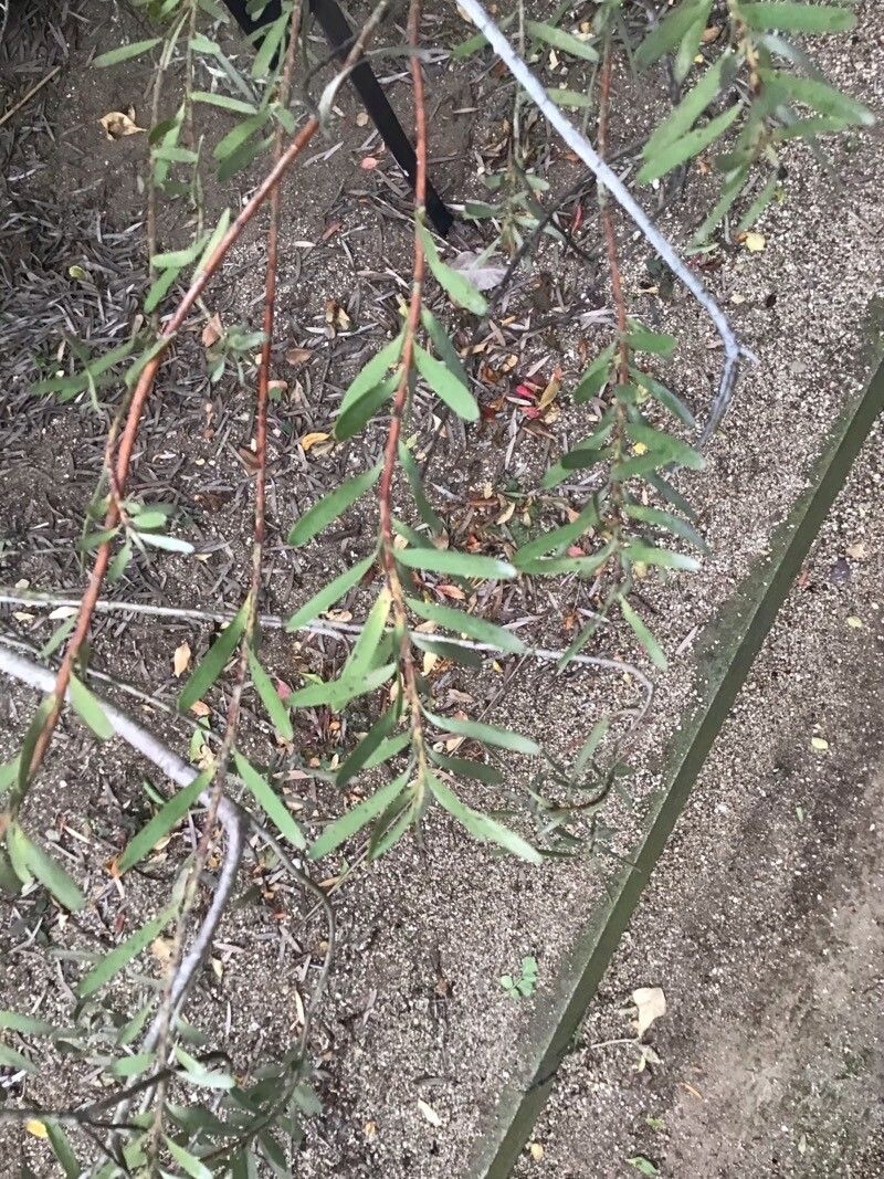 Leucadendron meridianum — search result for 'Leucadendron'