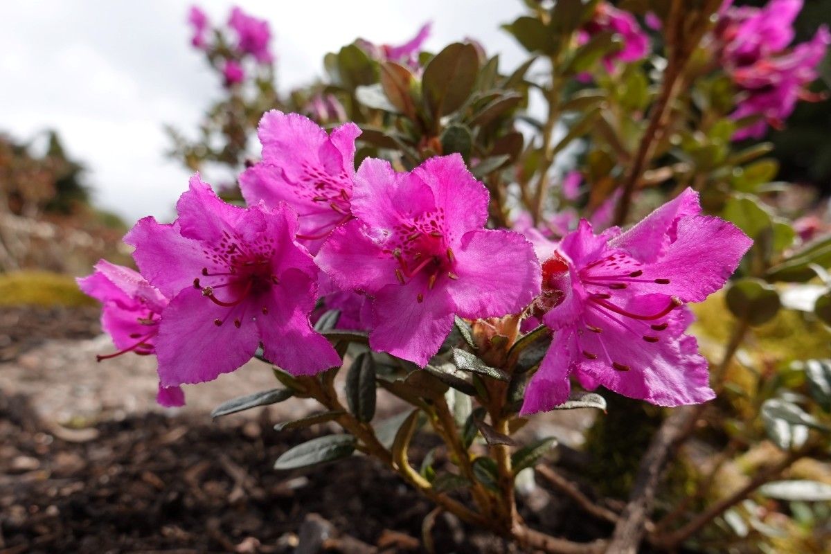 Rhododendron saluenense flower