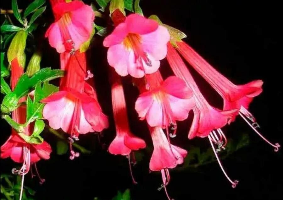Cantua buxifolia flower