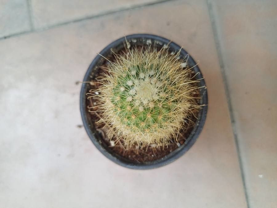 Mammillaria blossfeldiana leaf