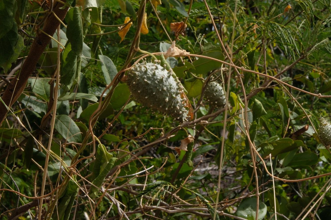 Matelea maritima fruit