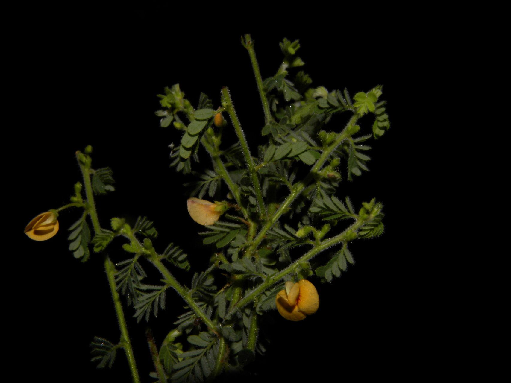 Aeschynomene histrix habit