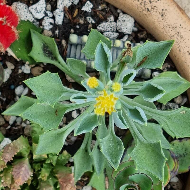Senecio kleiniiformis flower