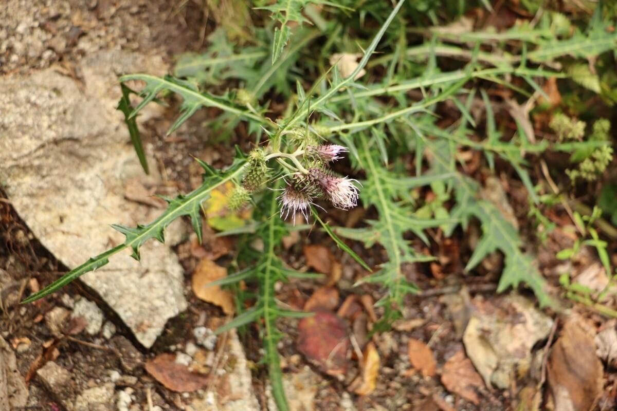 Cirsium tenuipedunculatum flower