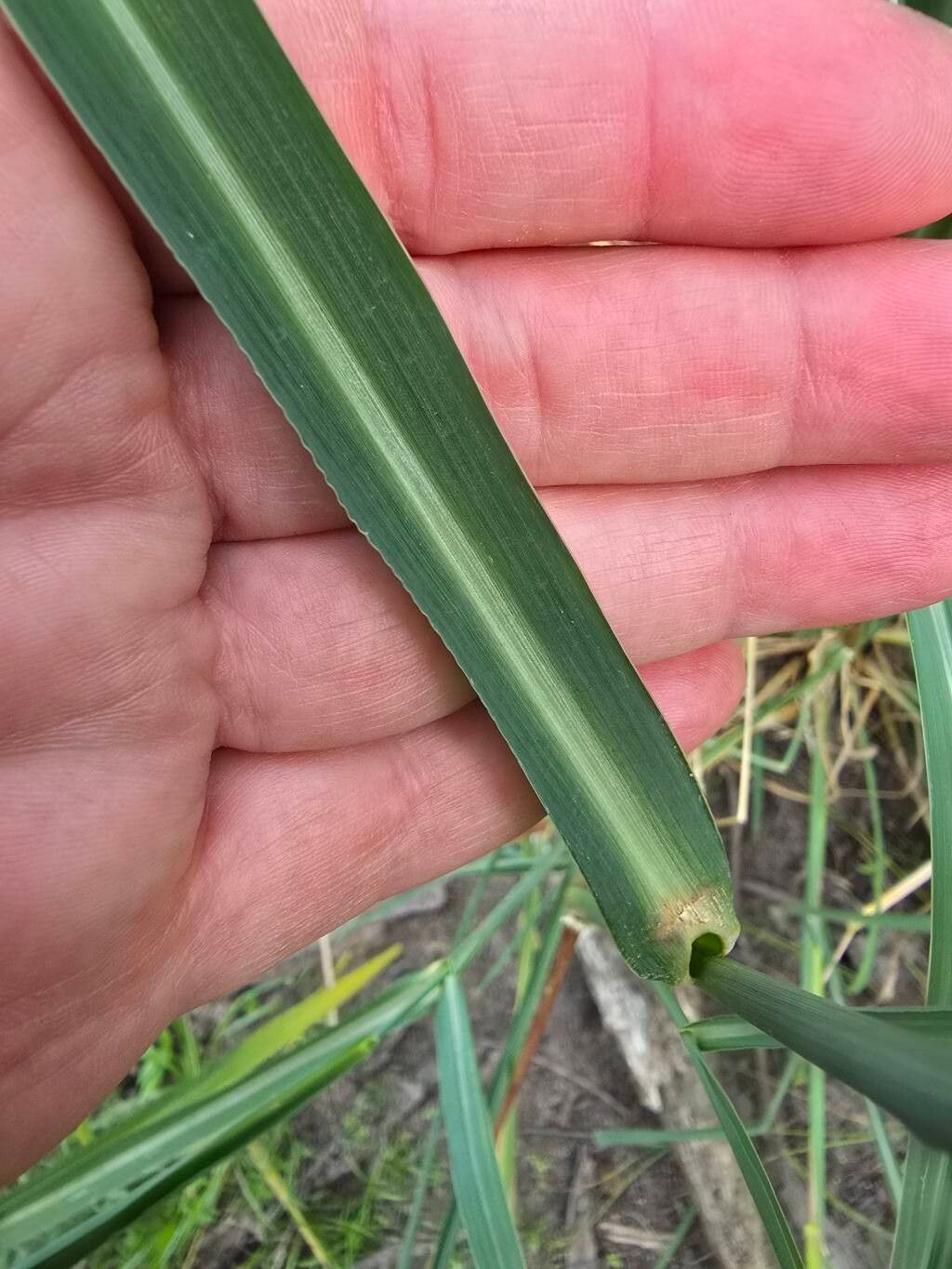 Echinochloa crus-pavonis