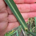 Echinochloa crus-pavonis