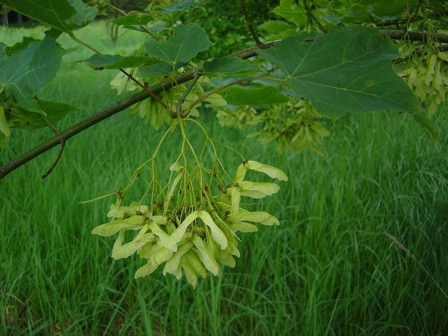 Acer longipes fruit
