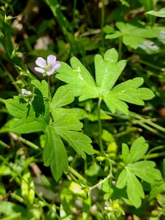 Geranium homeanum — search result for 'Geranium'