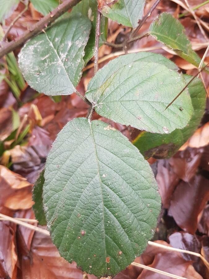 Rubus vestitus leaf