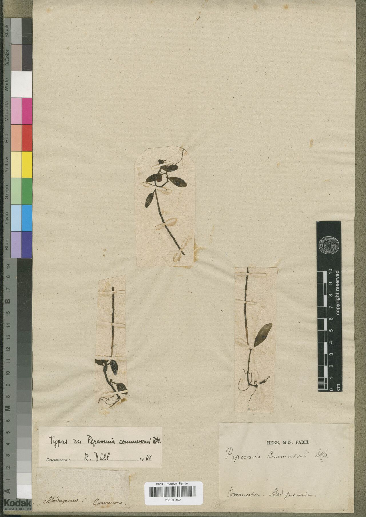 Peperomia commersonii — houseplant care guide