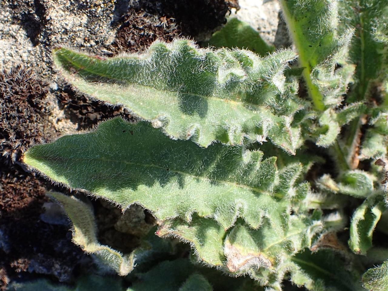 Hieracium pilosum — houseplant care guide