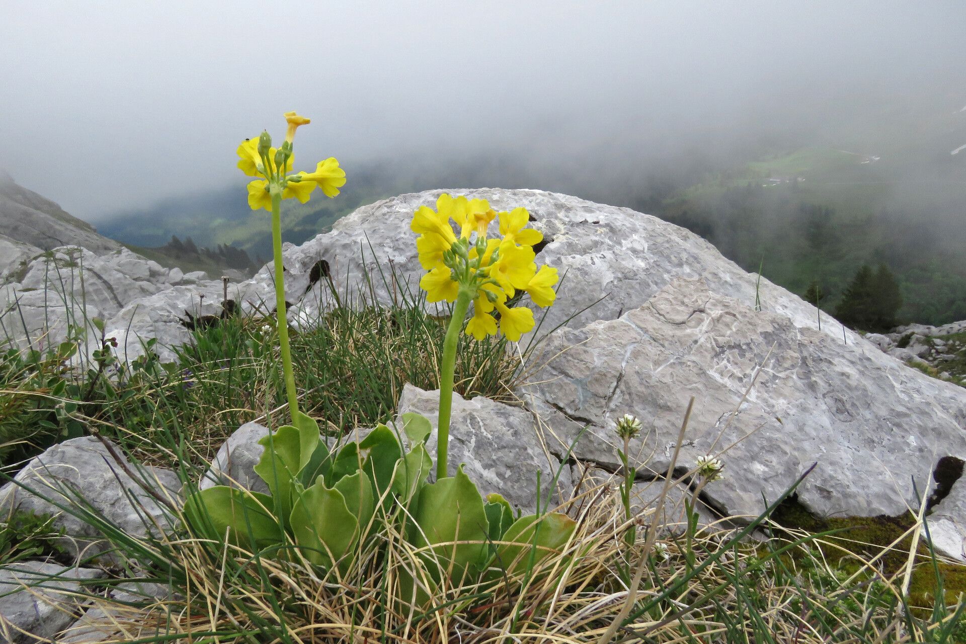 Primula lutea flower