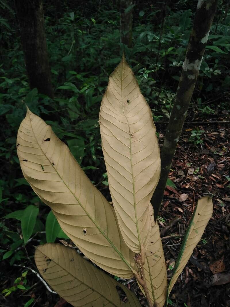 Moquilea belloi leaf