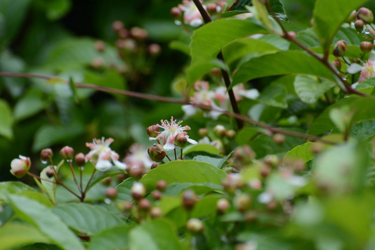 Tetracera indica flower