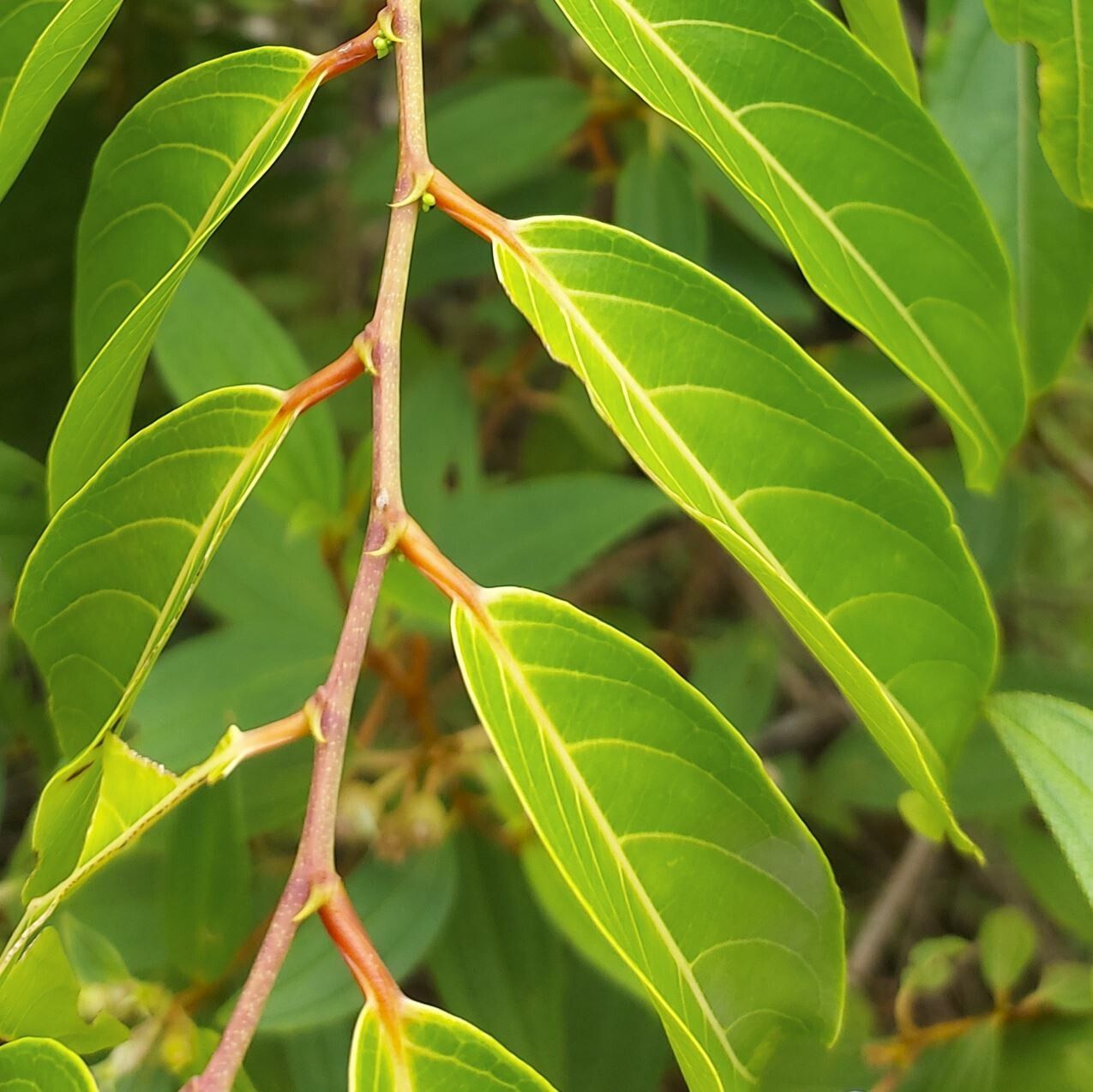 Glochidion caledonicum — related species from the same genus