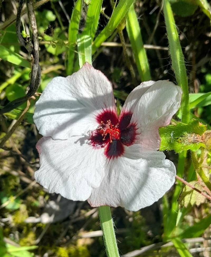 Pavonia glechomoides flower