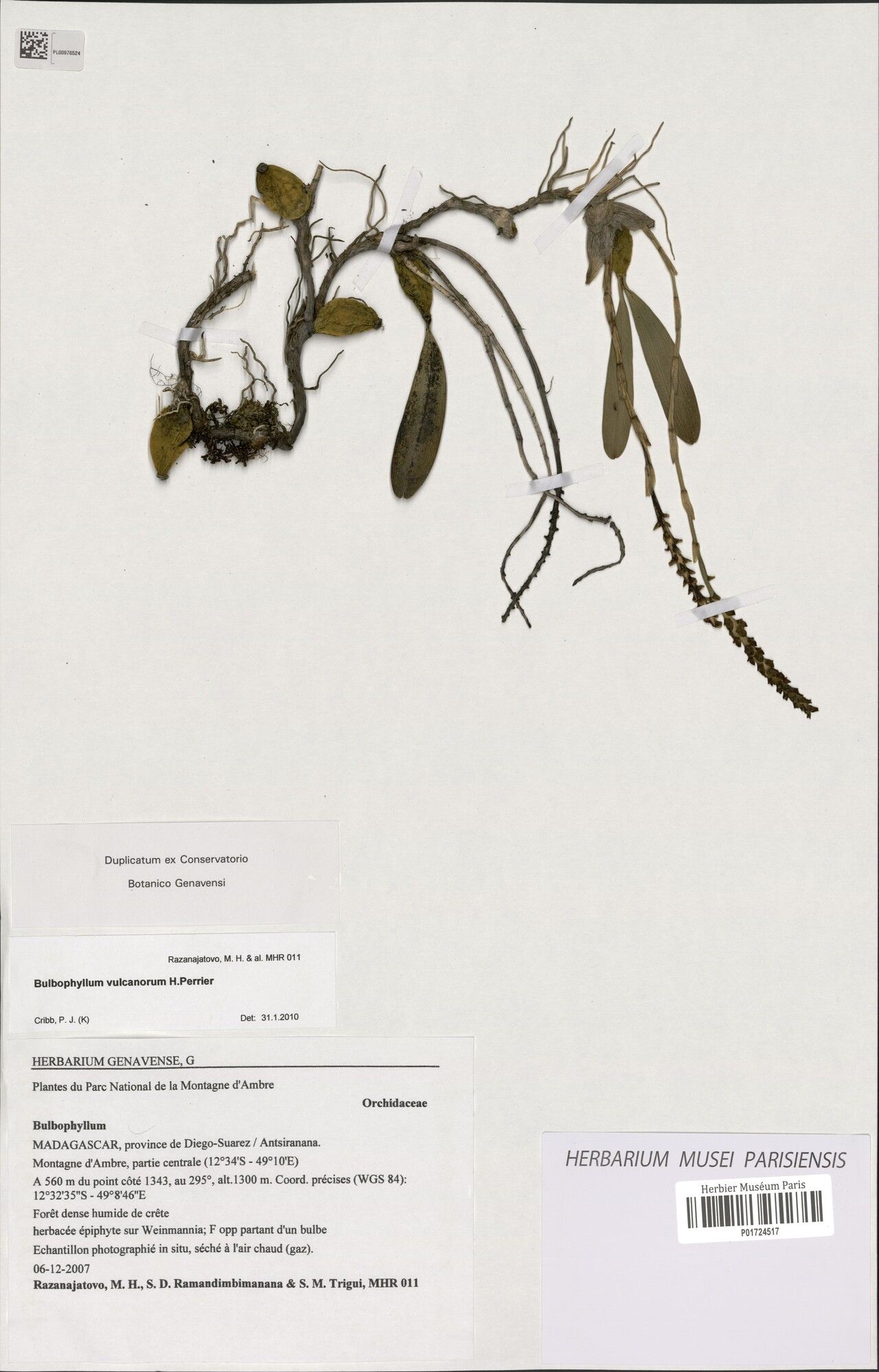 Bulbophyllum vulcanorum — houseplant care guide