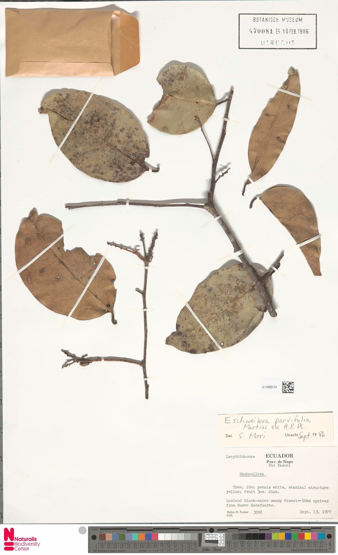 Eschweilera parvifolia — houseplant care guide