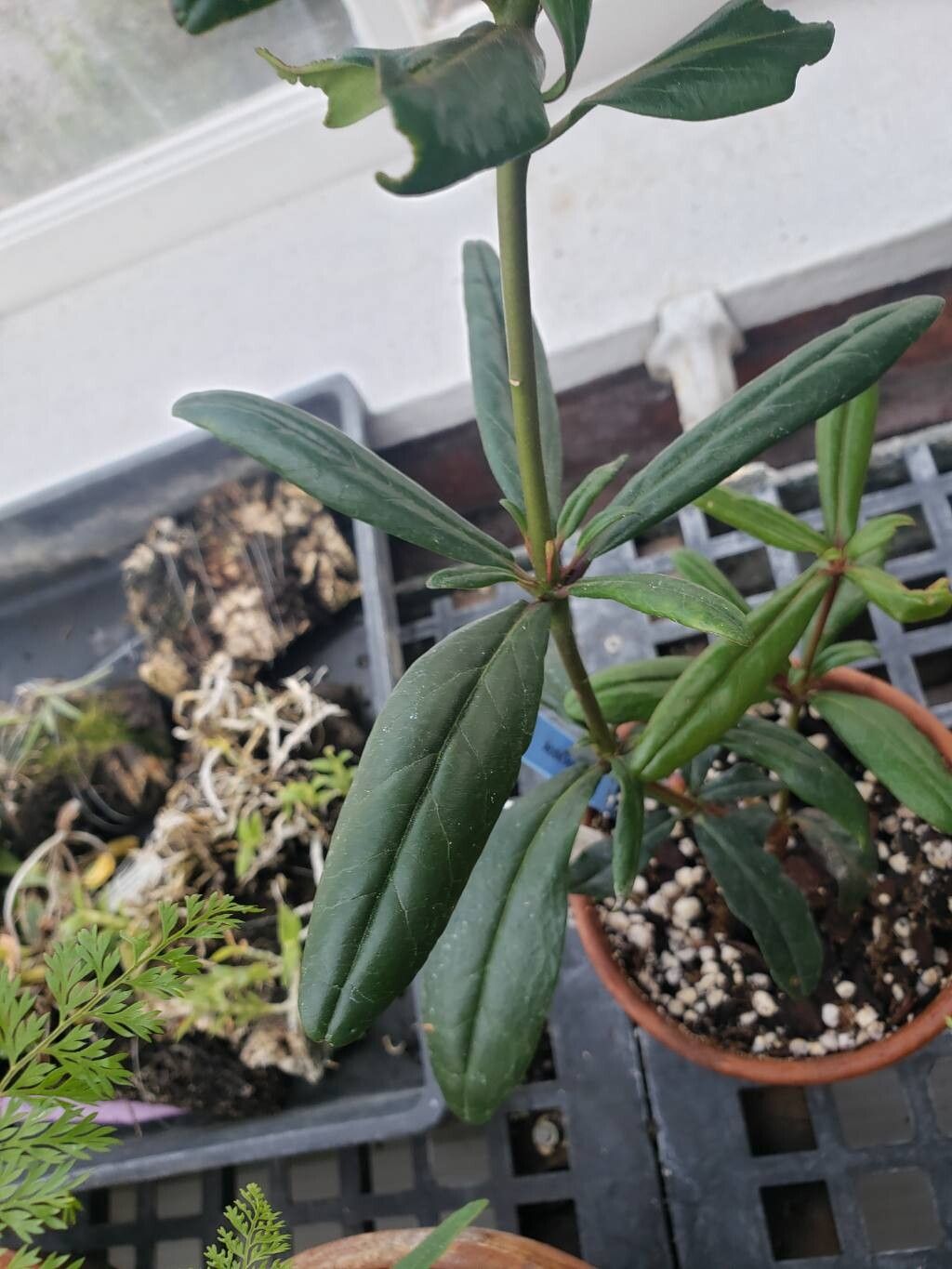 Rhododendron praetervisum — houseplant care guide